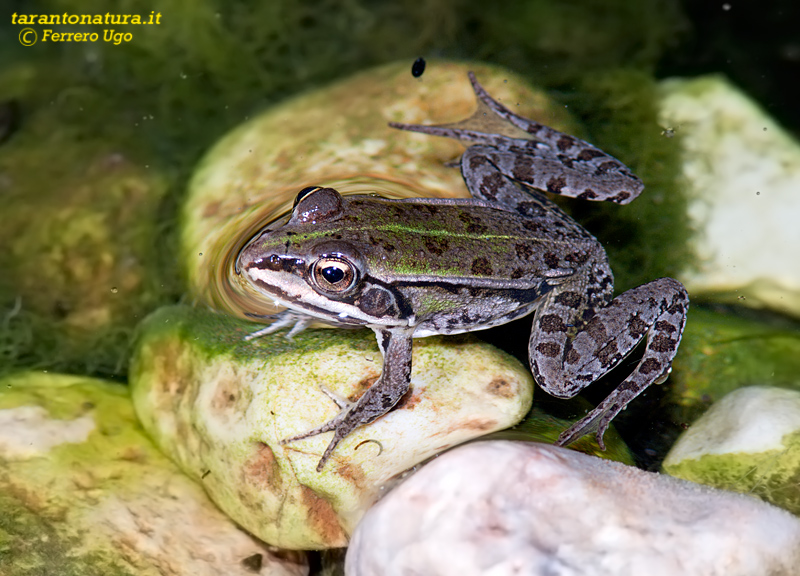 Rana con la coda - Pelophylax sp. (prov. Taranto)